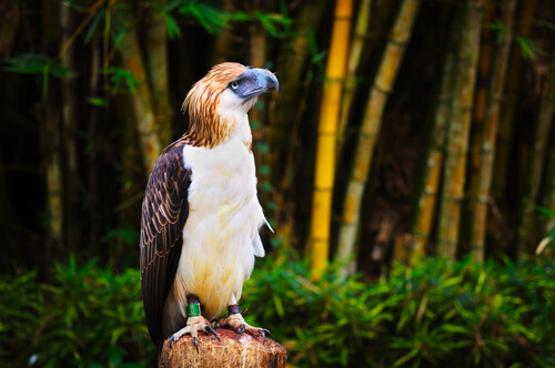 Águila filipina: hábitat