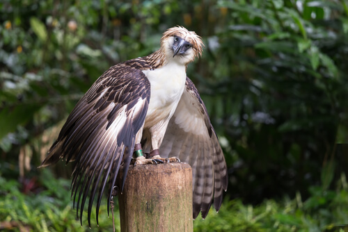 Águila filipina: reproducción