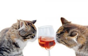Nunca des alcohol a tu gato