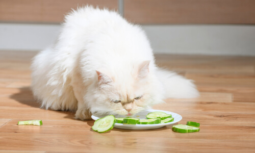 Alimentación vegetariana para tu gato