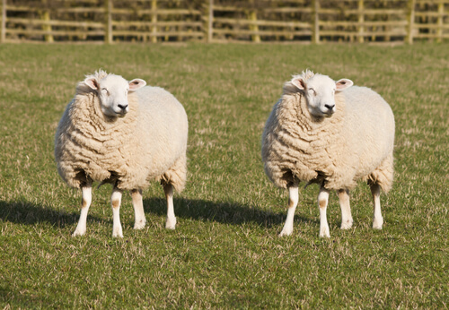 Animales transgénicos: oveja Dolly