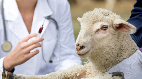 Antibioterapia en ganado