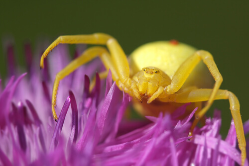 Araña cangrejo dorada (Misumena vatia)