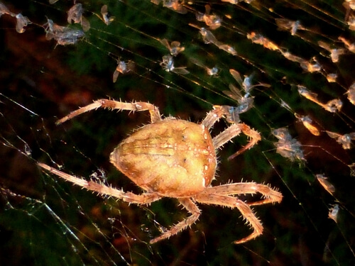 Araña cara de gato (Araneus gemmoides)