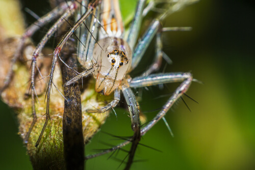 Estas arañas sonrientes: comportamiento y hábitat