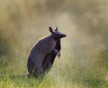 Conoce las características del armadillo, un animal escurridizo