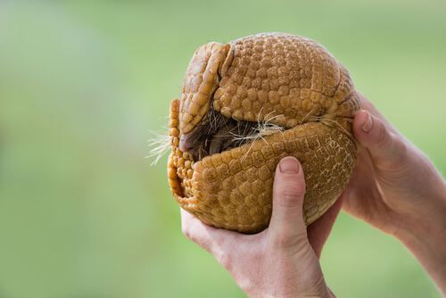 Armadillo: conservación