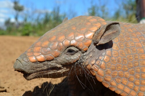 Armadillo: hábitat, alimentación y reproducción