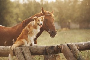 Combatir la artrosis en perros y caballos: las células madre