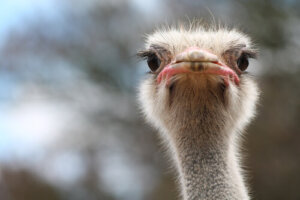 Las ratites: grandes aves corredoras