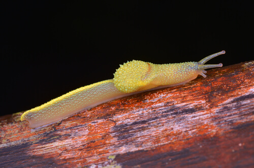 Lumaca ninja del Borneo