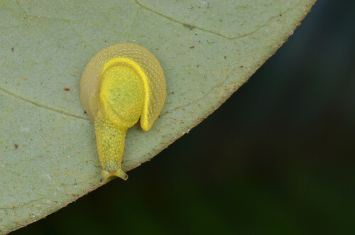 The ninja snail.