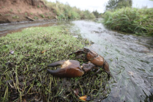 El cangrejo de río