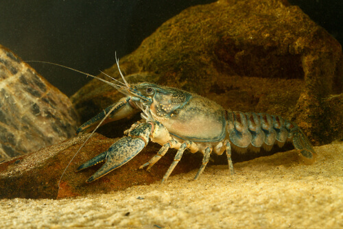 Cangrejo de río taxonomía