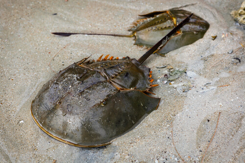 Cangrejo herradura (Limulus polyphemus)