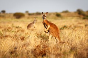 Conoce al canguro rojo, el indiscutible rey de Australia