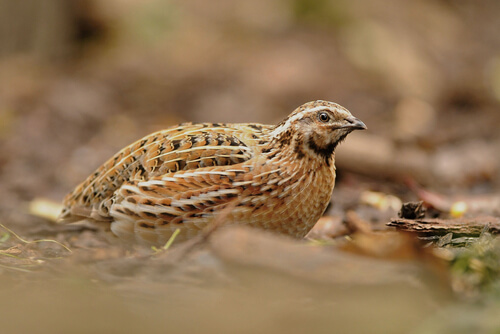 Características de la codorniz (Coturnix)