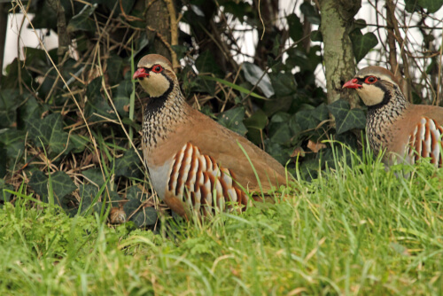 Características de la perdiz roja perdiz roja (Alectoris rufa)