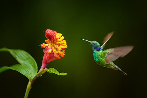 Características del colibrí