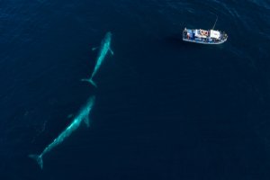 Japón seguirá con la caza de ballenas