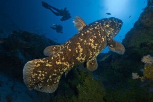 El fósil viviente que habita los mares