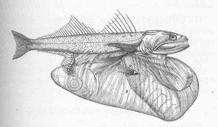 Chiasmodon niger