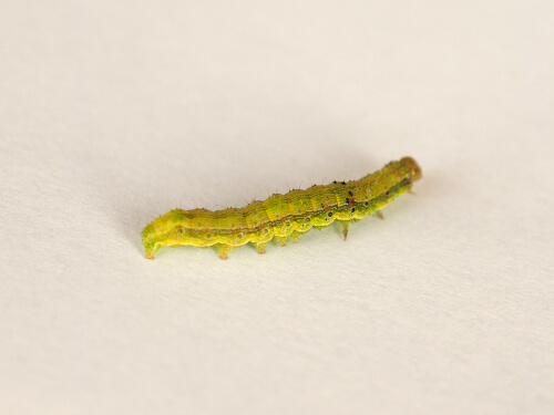 Chrysodeixis chalcites