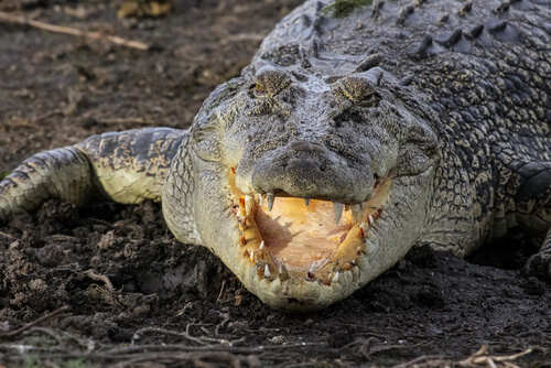 A crocodile opening its mouth.