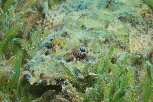 Cocodrilo marino: hábitat y características