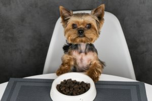 Comederos automáticos para perros: los 3 mejores