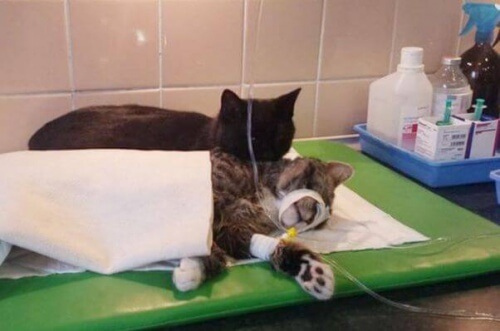 Cómo cuidar a un gato recién operado