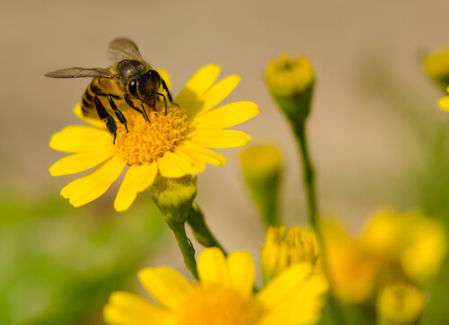 Abejas: cómo se hace y se recolecta la miel