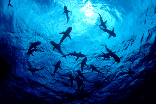 Cuando los tiburones cazaban pterosaurios