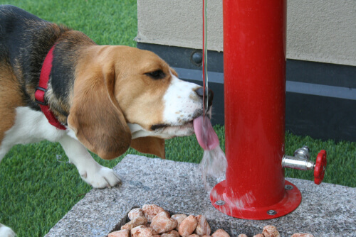 Dispensador de agua para perros automático