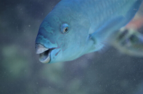 Dónde vive el pez loro azul