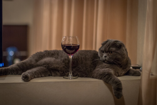 Efectos del alcohol en gatos