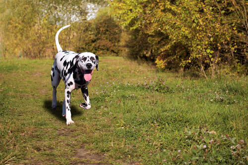 Enfermedad cardiaca en perros
