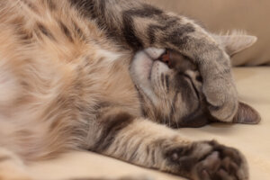 Cómo reconocer enfermedades del corazón en gatos