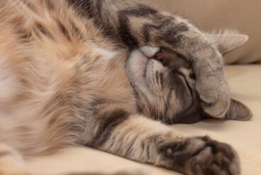 Cómo reconocer enfermedades del corazón en gatos