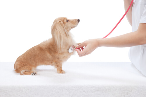 Cómo reconocer enfermedades del corazón en perros
