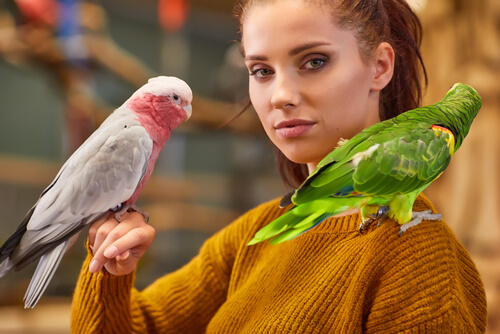 Enseñar a hablar a tu loro