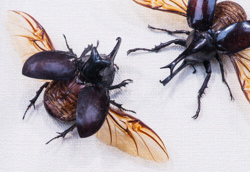 Escarabajos: alimentación