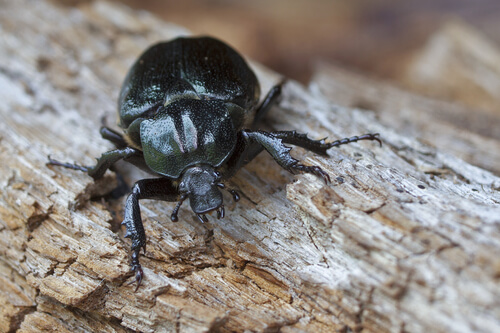 Escarabajos: características