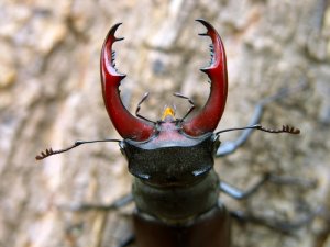 Escarabajos o coleópteros: características y alimentación