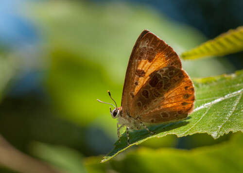 Feniseca tarquinius