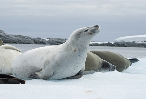 Características de la foca cangrejera