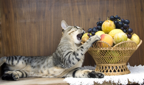 Frutas que pueden comer los gatos: manzana y albaricoque