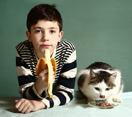 Descubre las frutas que pueden comer los gatos