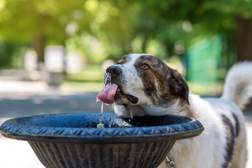 Fuente de agua para perros