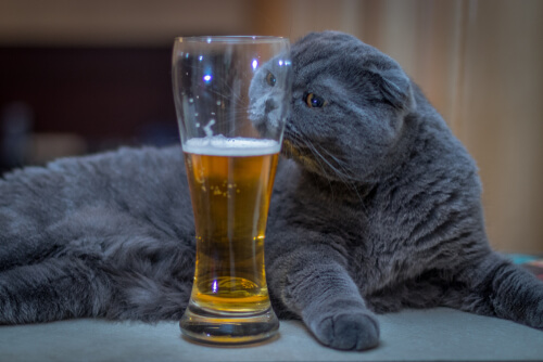 Gato que bebe cerveza